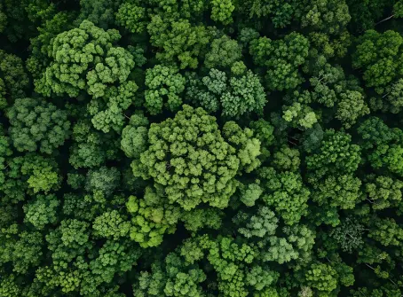 Vista aérea de floresta verde